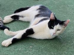 Lost Male Cat last seen Holland Ford Rd, Pelzer SC, Greenville County, SC 29669