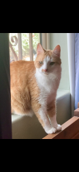 Lost Male Cat last seen Broadway/Swan, Tucson, AZ 85711