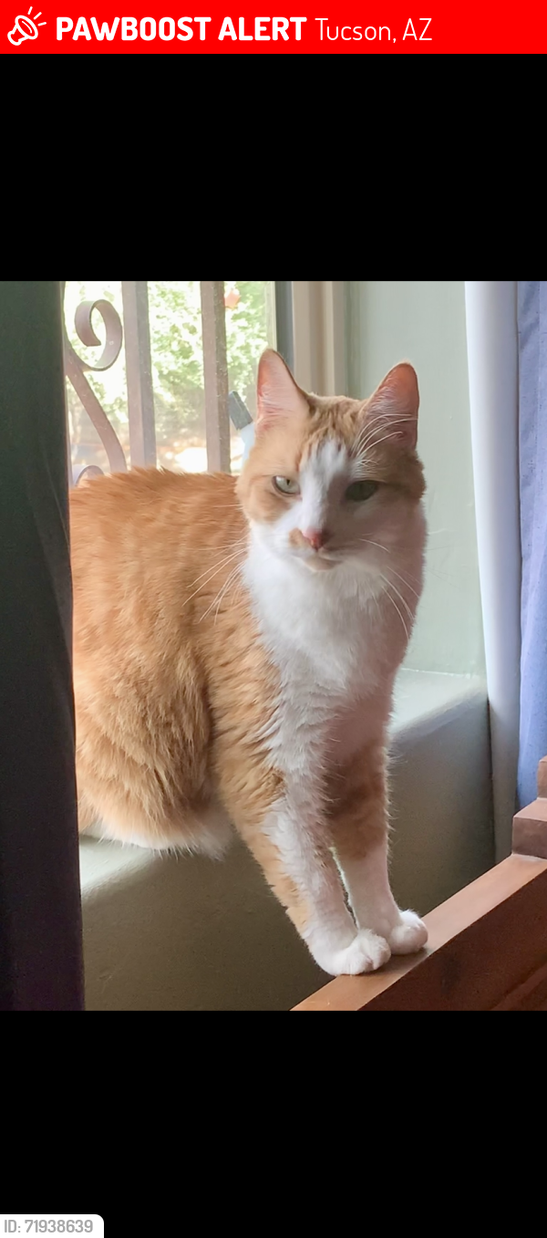 Lost Male Cat last seen Broadway/Swan, Tucson, AZ 85711