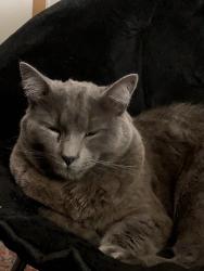 Lost Male Cat last seen Marché Jean Talon , Montréal, QC H2S 3A3
