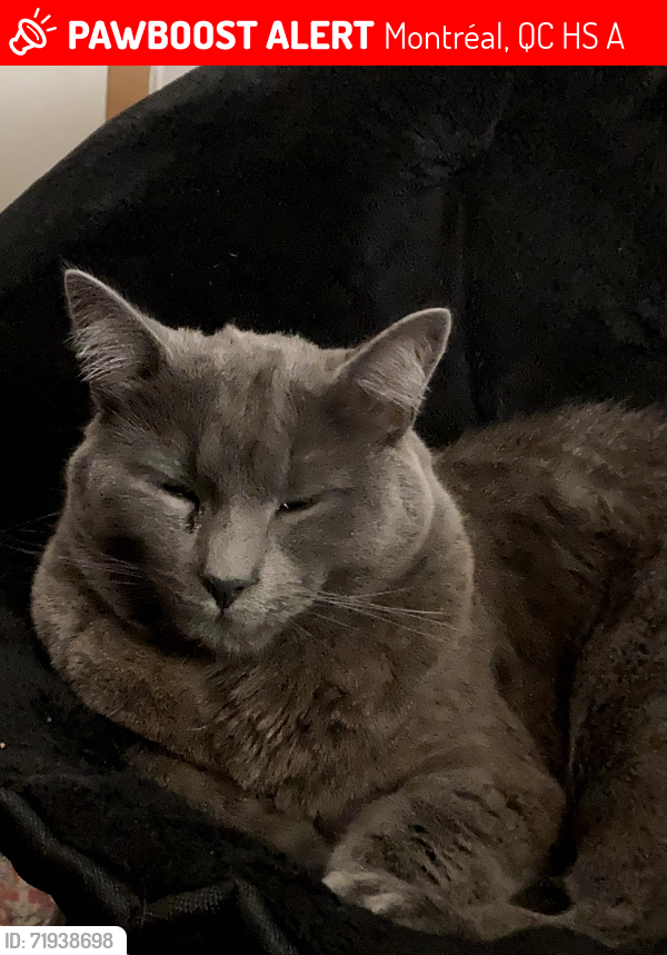 Lost Male Cat last seen Marché Jean Talon , Montréal, QC H2S 3A3