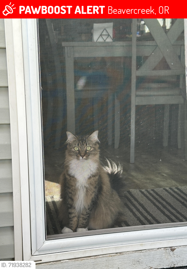 Lost Female Cat last seen Near S. Richter Drive Beavercreek OR 97004, Beavercreek, OR 97004