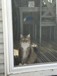 Lost Female Cat last seen Near S. Richter Drive Beavercreek OR 97004, Beavercreek, OR 97004
