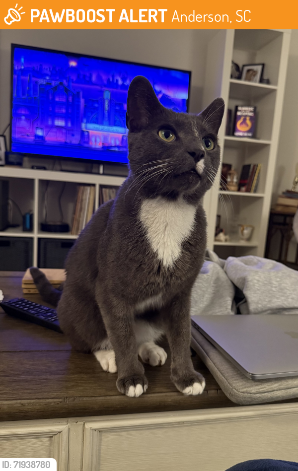 Found/Stray Male Cat last seen Pelican’s SnoBalls Anderson, Anderson, SC 29625