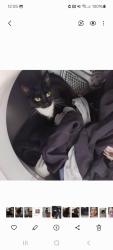 Lost Female Cat last seen Royal Liverpool hosp, Kensington, England L6