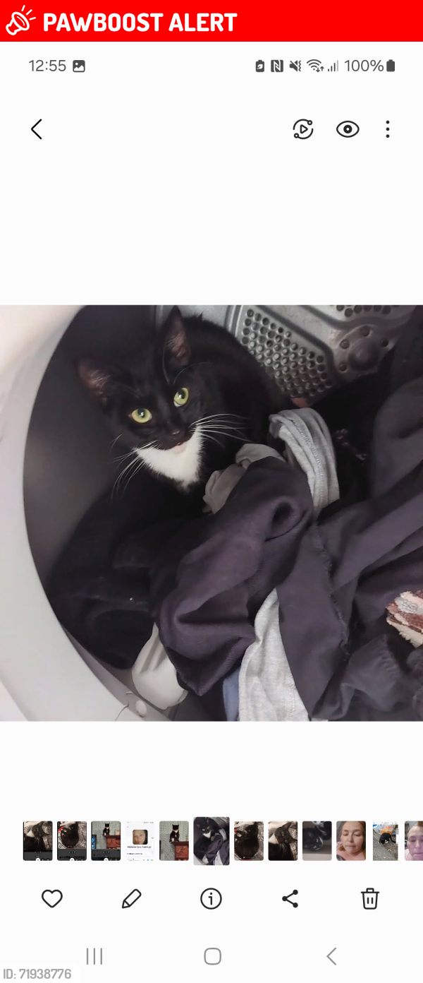 Lost Female Cat last seen Royal Liverpool hosp, Kensington, England L6