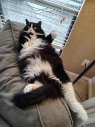 Lost Female Cat last seen Village Green Drive @ Country Place, Mill Creek, near the Country Club, Mill Creek, WA 98012