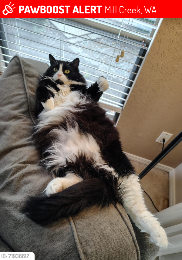 Lost Female Cat last seen Village Green Drive @ Country Place, Mill Creek, near the Country Club, Mill Creek, WA 98012