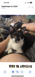Lost Male Cat last seen Near south maple / slee rd Onsted mi, Onsted, MI 49265