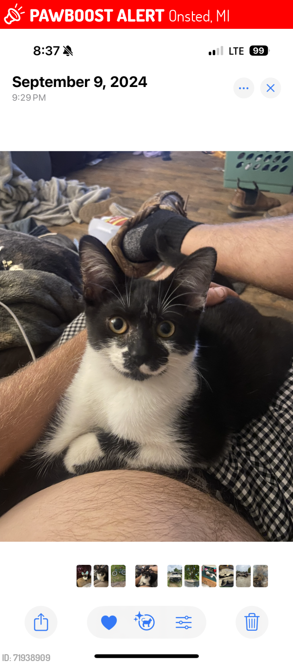 Lost Male Cat last seen Near south maple / slee rd Onsted mi, Onsted, MI 49265