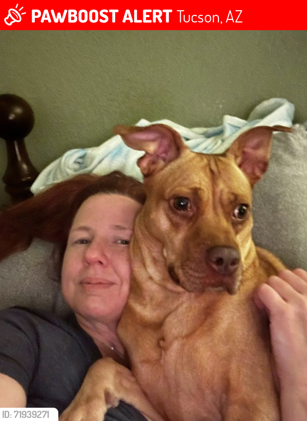 Lost Female Dog last seen Glenn and Alvernon she got out on N Haskell Dr, Tucson, AZ 85716