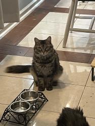 Lost Female Cat last seen Near , San Antonio, TX 78220