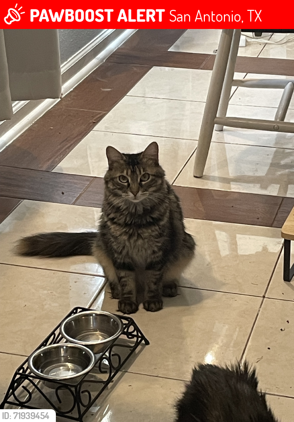 Lost Female Cat last seen Near , San Antonio, TX 78220
