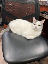 Lost Female Cat last seen Magnolia Veterinary hosp , Anderson, SC 29621