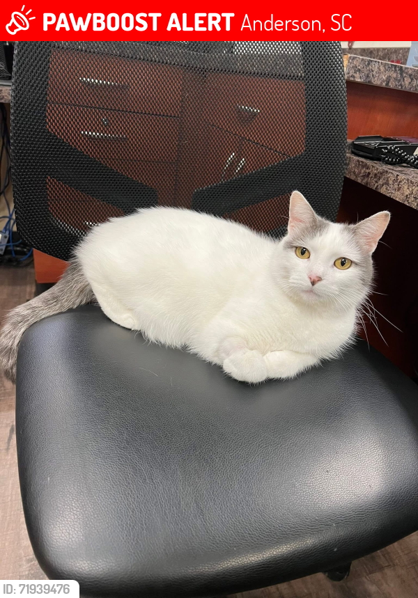 Lost Female Cat last seen Magnolia Veterinary hosp , Anderson, SC 29621