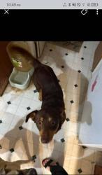 Lost Male Dog last seen Sipes Lane , Irvington, KY NULL