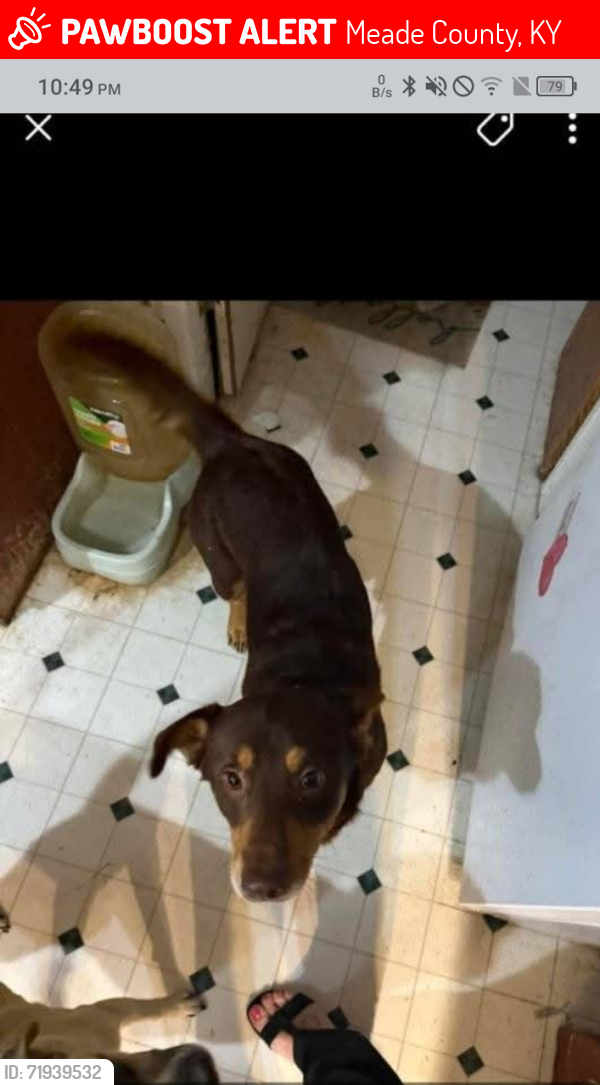 Lost Male Dog last seen Sipes Lane , Irvington, KY NULL