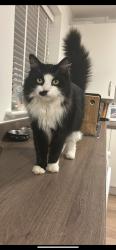 Lost Male Cat last seen Hospital Inn, Walton Summit Centre, England PR5 6HY
