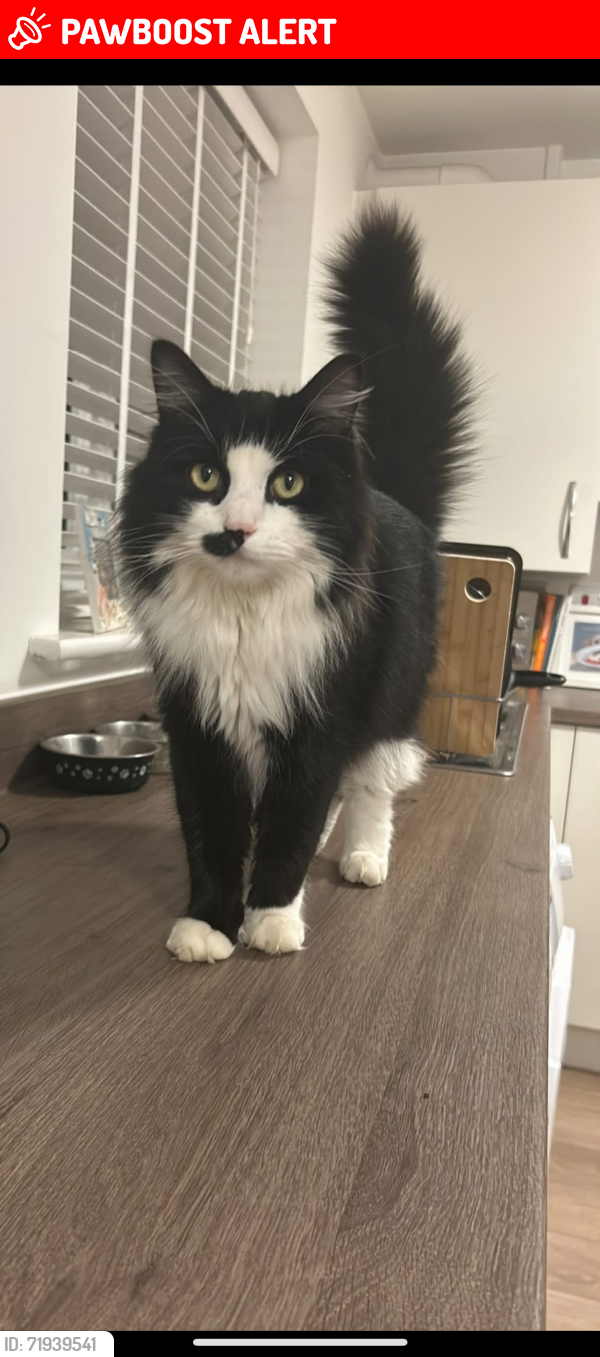 Lost Male Cat last seen Hospital Inn, Walton Summit Centre, England PR5 6HY