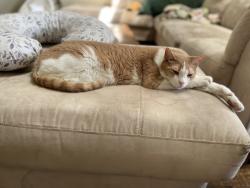 Lost Male Cat last seen Falcon Creek Park, McKinney, TX 75072