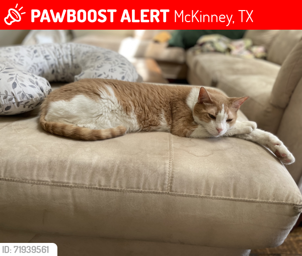 Lost Male Cat last seen Falcon Creek Park, McKinney, TX 75072