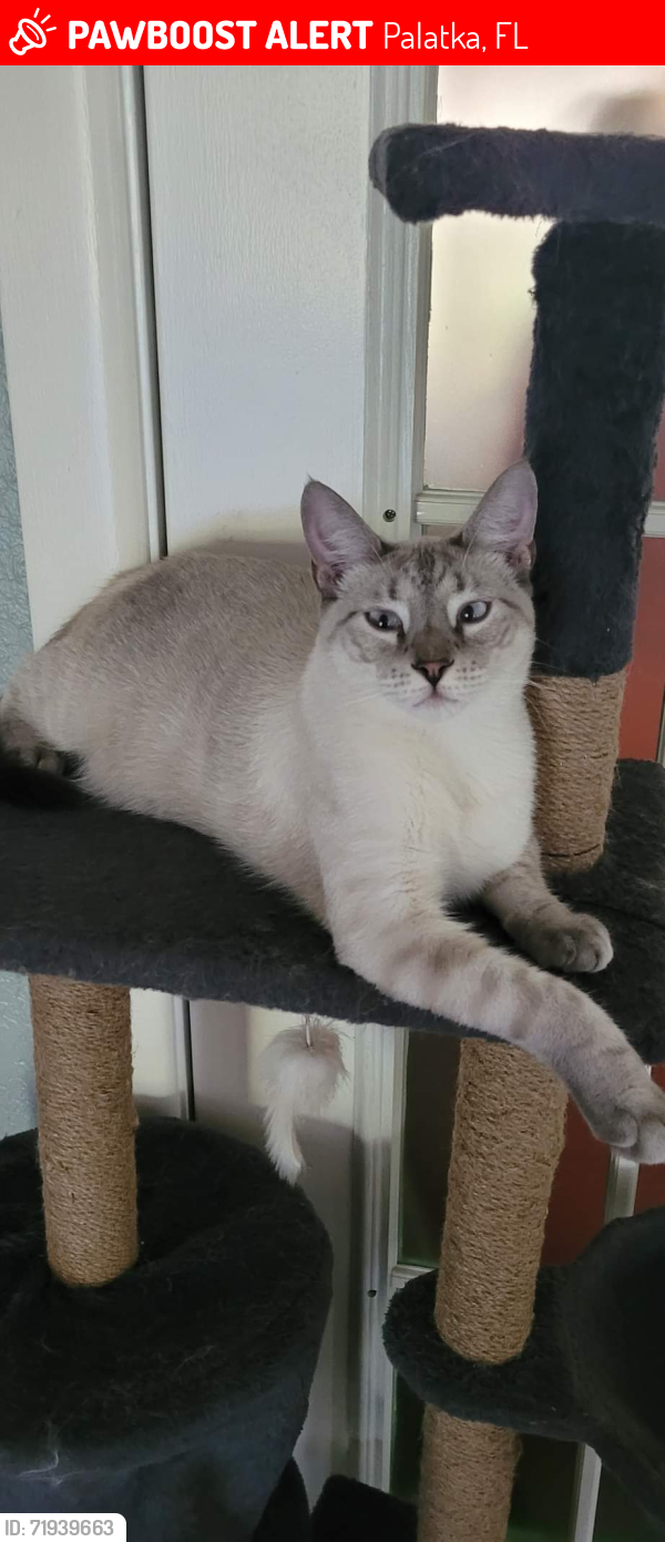 Lost Male Cat last seen Weaver Rd/Mission Rd/Holden Rd, Palatka, FL 32177