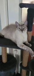 Lost Male Cat last seen Weaver Rd/Mission Rd/Holden Rd, Palatka, FL 32177
