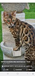 Lost Male Cat last seen Farmland near Blankney , Scopwick, England LN4 3PJ