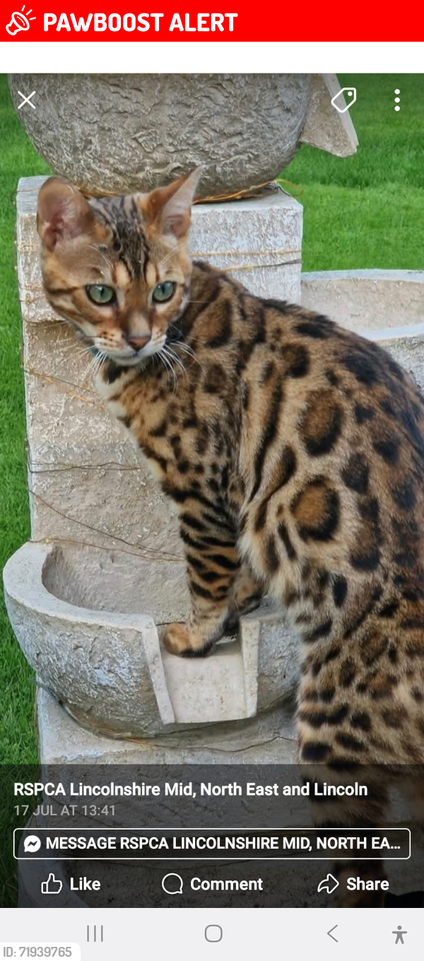 Lost Male Cat last seen Farmland near Blankney, Scopwick, England LN4 3PJ