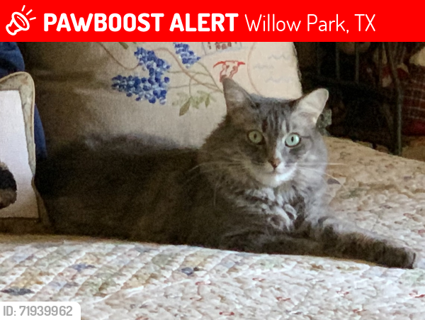 Lost Female Cat last seen Trinity Drive & Trinity Court, Willow Park, TX 76087