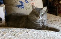 Lost Female Cat last seen Trinity Drive & Trinity Court, Willow Park, TX 76087