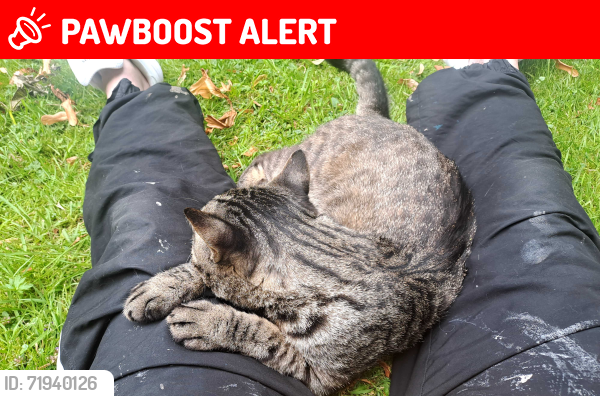 Lost Male Cat last seen Roy Grainger Court Deerpark Road M168FR , Whalley Range, England M16 8FR