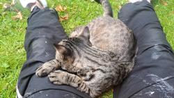 Lost Male Cat last seen Roy Grainger Court Deerpark Road M168FR , Whalley Range, England M16 8FR