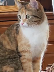 Lost Female Cat last seen Belmont Road, Irondale AL 35210, Irondale, AL 35210