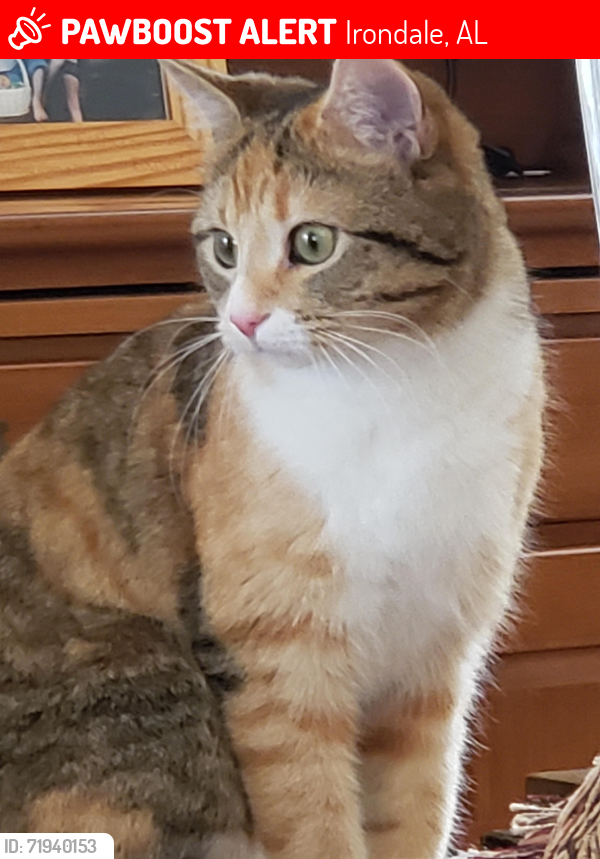 Lost Female Cat last seen Belmont Road, Irondale AL 35210, Irondale, AL 35210