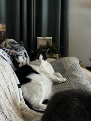 Lost Male Cat last seen Yates Circle and Ships Crossing , Chesapeake, VA 23323