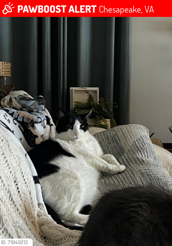 Lost Male Cat last seen Yates Circle and Ships Crossing , Chesapeake, VA 23323