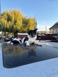 Lost Male Cat last seen Gladwin Road off of King Road, Abbotsford, BC V2T 5Y5