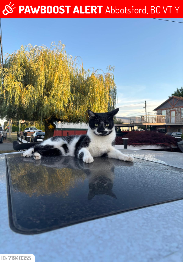 Lost Male Cat last seen Gladwin Road off of King Road, Abbotsford, BC V2T 5Y5