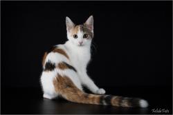 Lost Female Cat last seen Sheridan Ave and Charles St, Bexley Ohio, Bexley, OH 43209