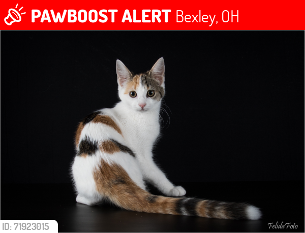 Lost Female Cat last seen Sheridan Ave and Charles St, Bexley Ohio, Bexley, OH 43209
