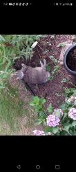 Lost Female Cat last seen Candlelight ct. Bel air md, Bel Air South, MD 21015