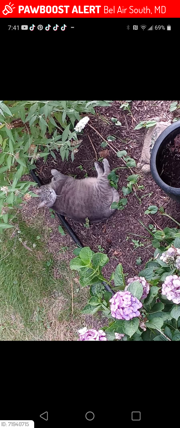 Lost Female Cat last seen Candlelight ct. Bel air md, Bel Air South, MD 21015