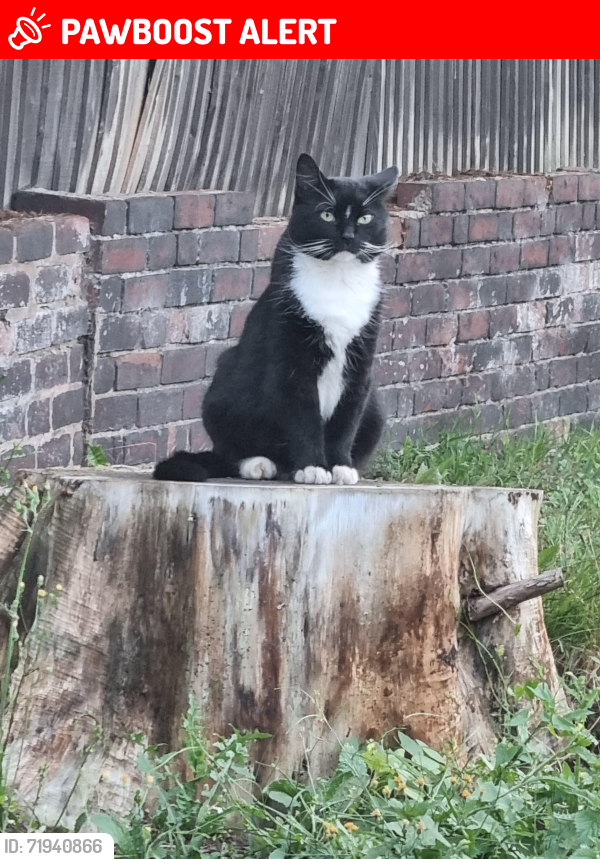 Lost Male Cat last seen Oldbury Road, West Midlands, England B70