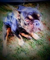 Lost Male Dog last seen Downey rd, Vernon, CA 90058