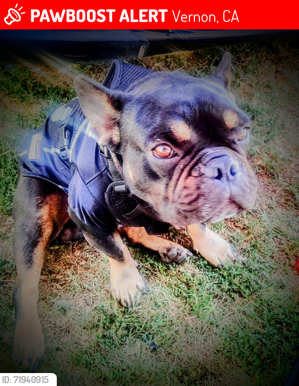 Lost Male Dog last seen Downey rd, Vernon, CA 90058