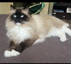 Lost Male Cat last seen Ave Alhambra and Obispo rd , El Granada, CA 94018