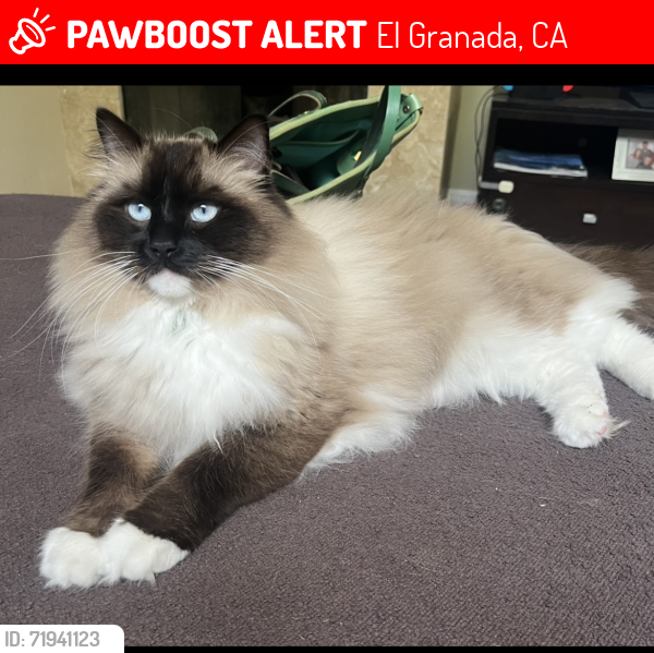 Lost Male Cat last seen Ave Alhambra and Obispo rd , El Granada, CA 94018
