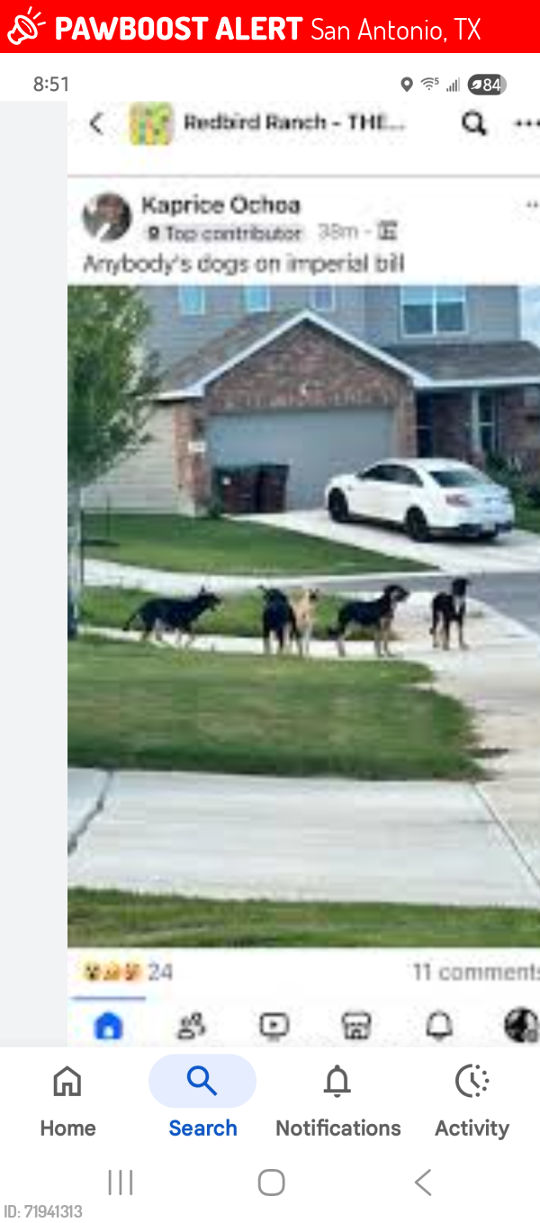 Lost Male Dog last seen Unknown , San Antonio, TX 78253