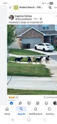 Lost Male Dog last seen Unknown , San Antonio, TX 78253